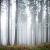 Rebel Walls Behang bos Forest Glade