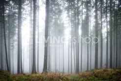 Rebel Walls Behang bos Forest Glade