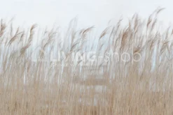 Rebel Walls Slaapkamer behang Swaying Reed